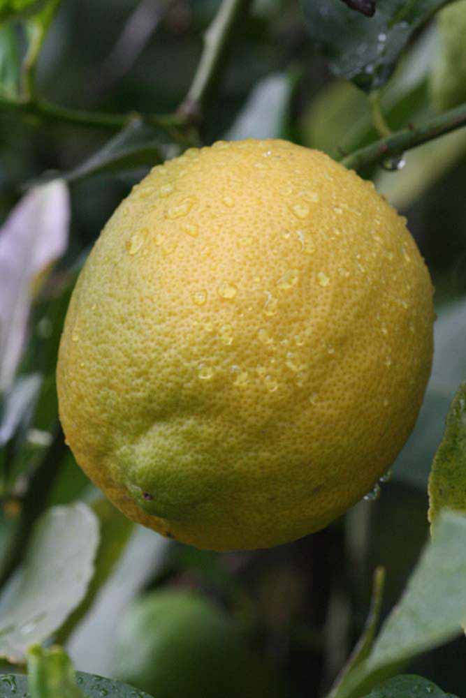            Fruit (Corona Foothill, Riverside, CA)   